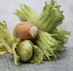 Hazelnuts