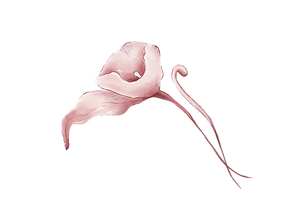 decorative